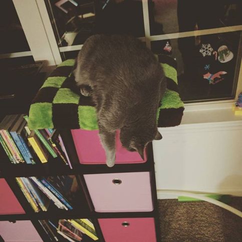 16788623_220617178409905_7013377111251484672_n